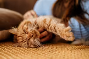 gato laranja recebendo carinho
