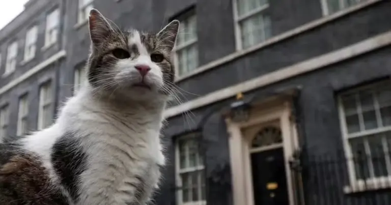 'Primeiro-felino': gato Larry passa a morar com o novo premiê britânico