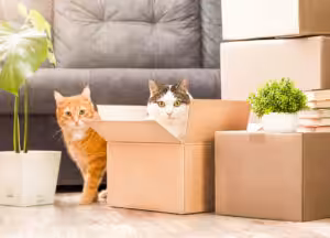 gato mudança de casa