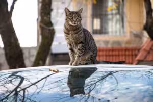 gato na beira de uma piscina