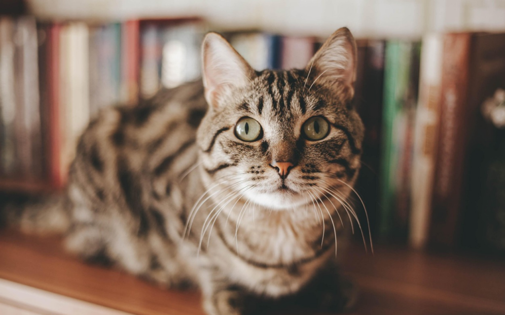 Tríade felina: desafios no diagnóstico e tratamento da doença complexa dos gatos