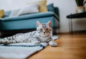 gato no chão de um apartamento