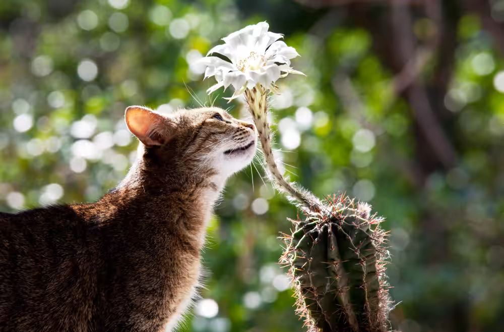 Perigos Verdes: saiba quais plantas oferecem riscos aos pets