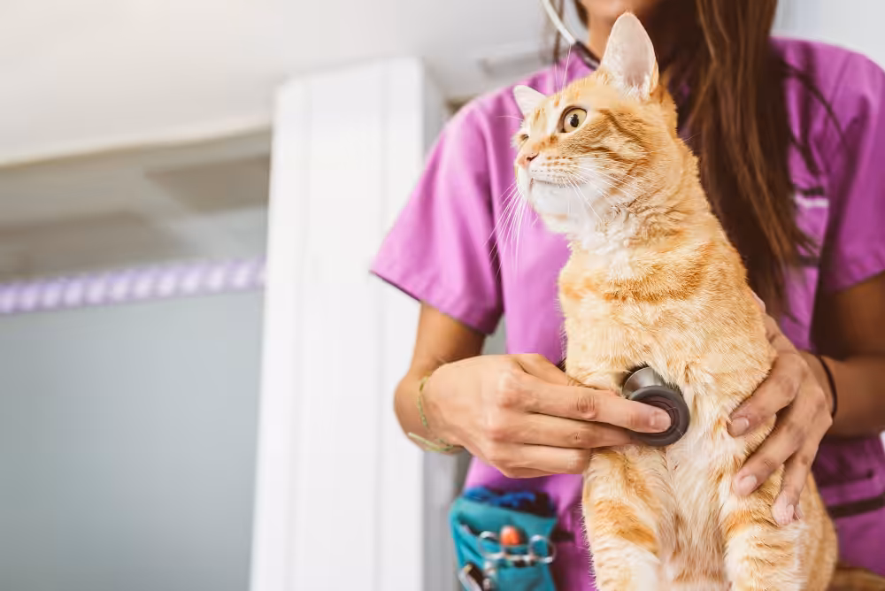 Programa Consultório Veterinário Móvel é aprovado em Natal