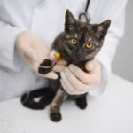'Doença do jardineiro' em gatos já chega a 150 casos em Salvador (BA)