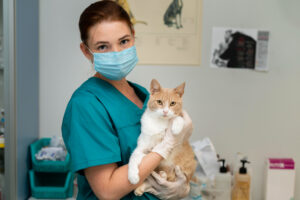 gato no veterinário 