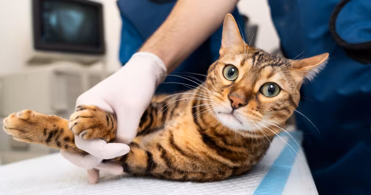 Projeto de lei propõe dedução no Imposto de Renda para gastos veterinários