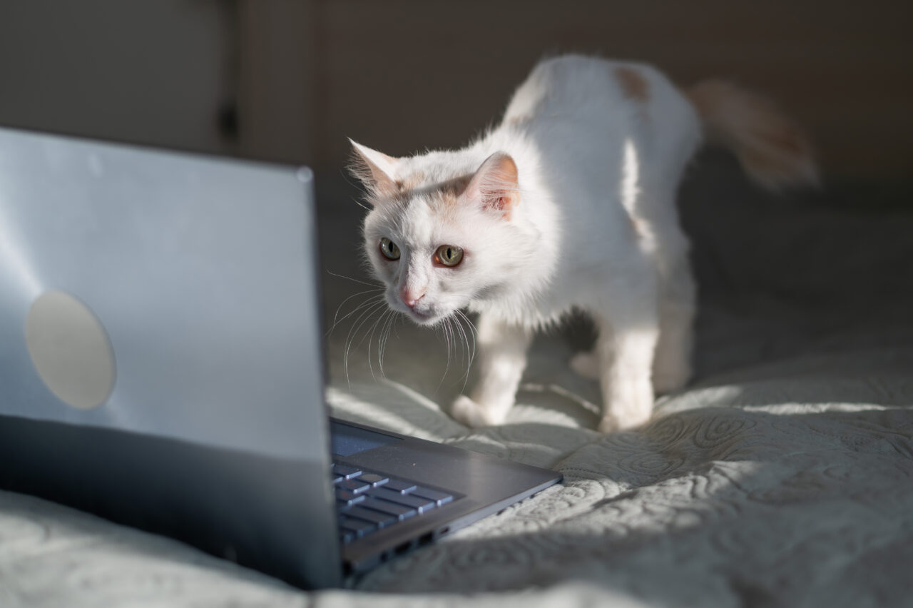 GATO OLHANDO PARA TELA DO COMPUTADOR
