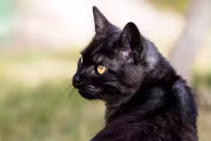 gato preto no quintal