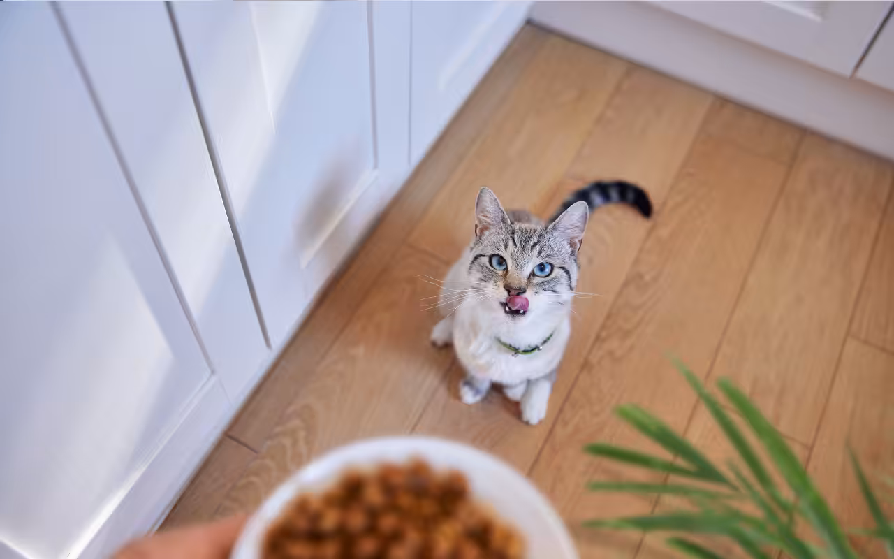 Novo alimento da Hill’s combina saúde urinária e prevenção de bolas de pelo em gatos