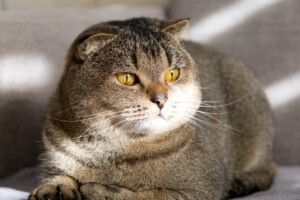 gato rajado obeso