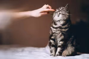 gato recebendo carinho