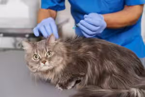 Vacinação de pets: especialistas alertam para aumento da hesitação entre tutores