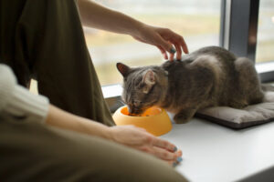 gato se alimentando