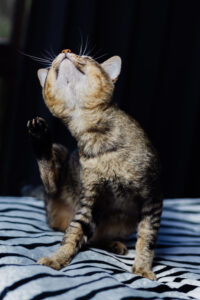 gato se coçando