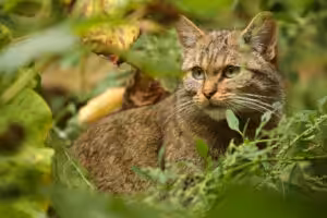 gato selvagem