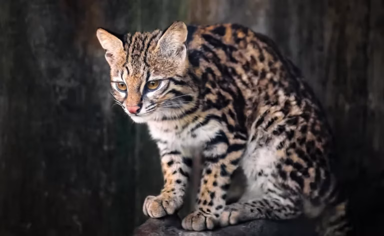 Esporotricose é detectada em animais silvestres atropelados na Mata Atlântica brasileira