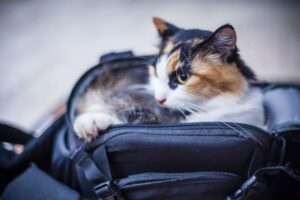 Devo levar meu gato para a viagem de férias? Entenda mais agora!
