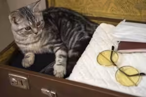 Devo levar meu gato para a viagem de férias? Entenda mais agora!