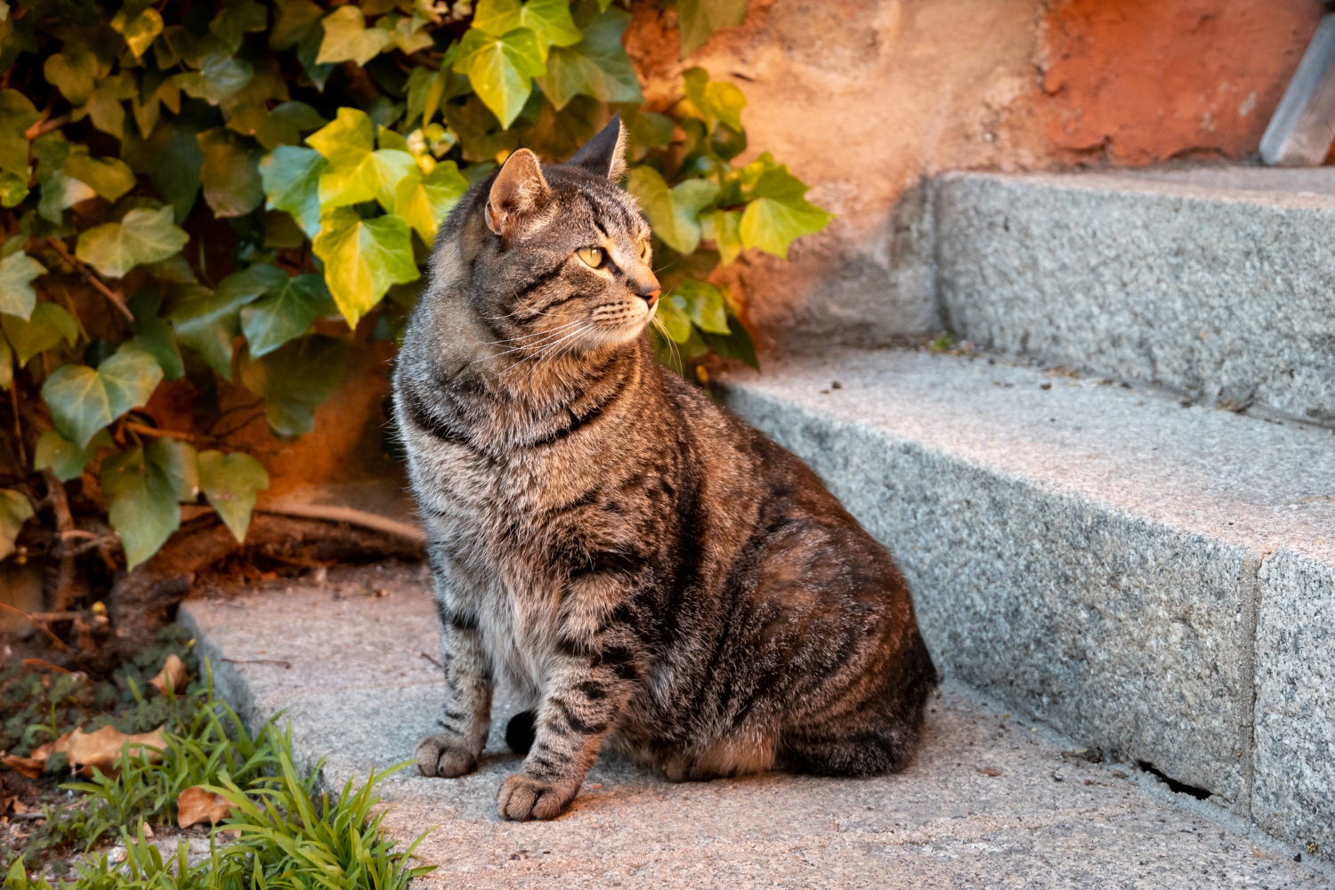 gato de rua