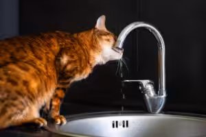 gato tomando água na torneira