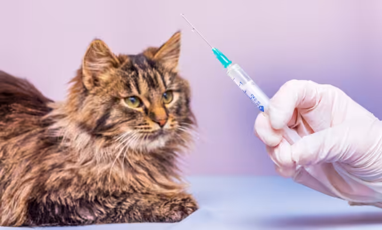 Viscum album ganha espaço como aliado no tratamento de pets com câncer