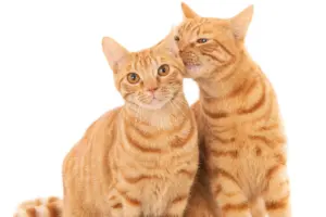 gatos