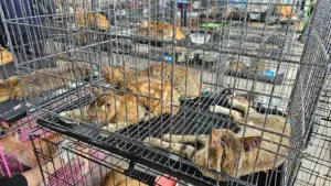 gatos