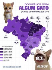 gatos domilicio