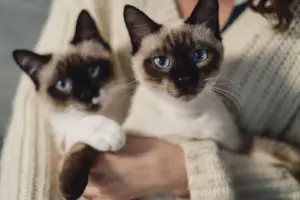 gatos felicidade