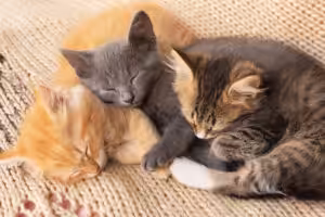 gatos filhotes dormindo juntos