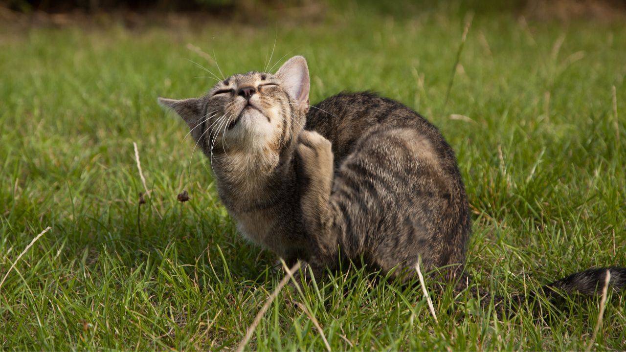 gato com coceira