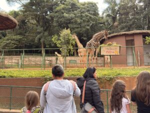girafa