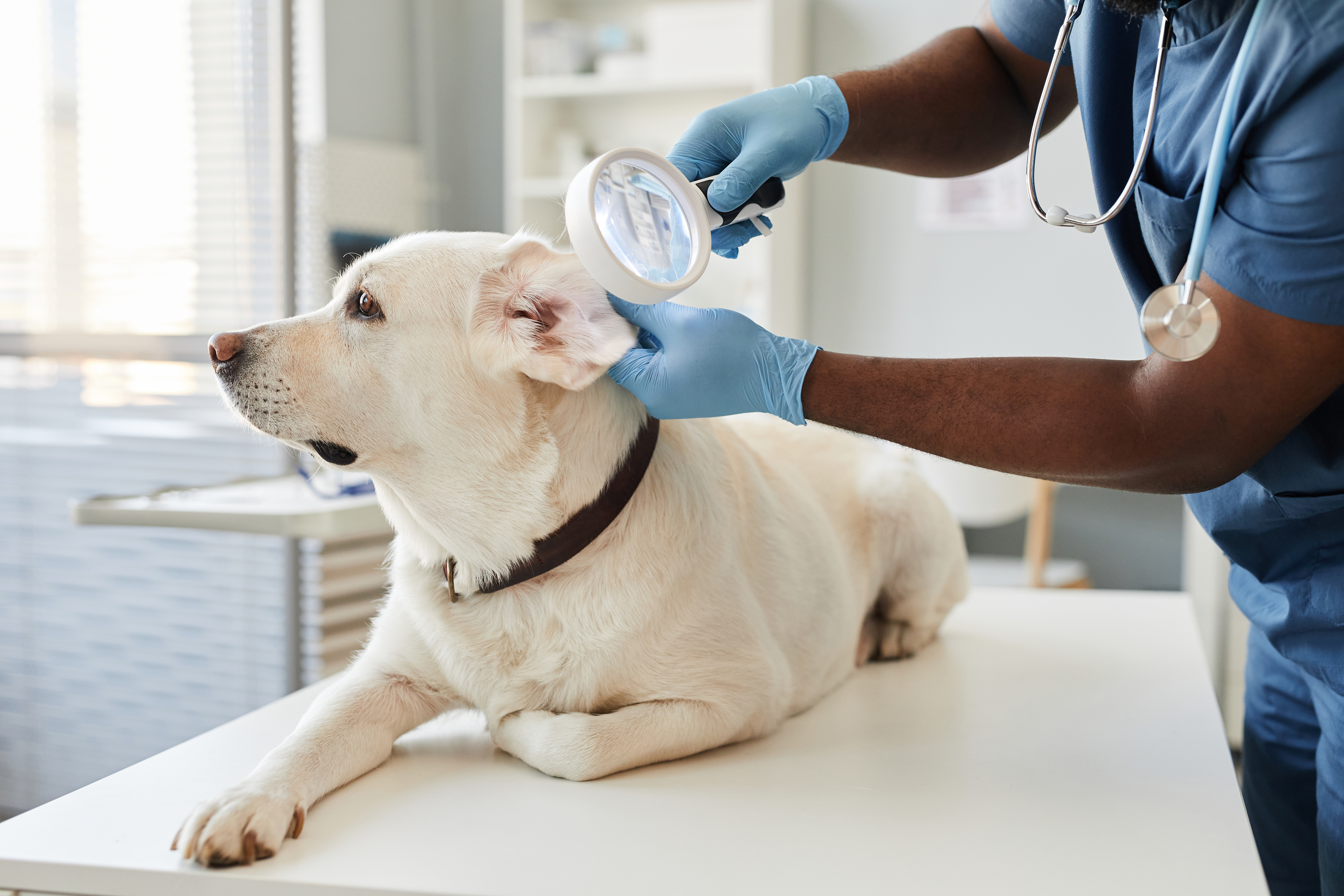 Gloved hands of veterinarian with magnifying glass examining ears of dog