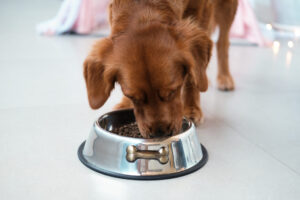 cães alimento