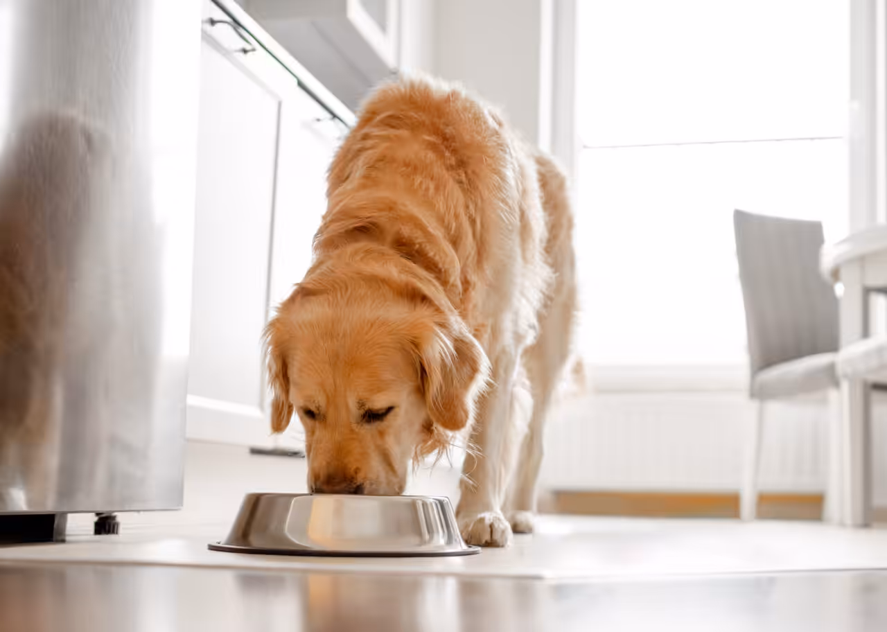 Estudo aponta boa aceitação de alimentos úmidos à base de insetos por cães