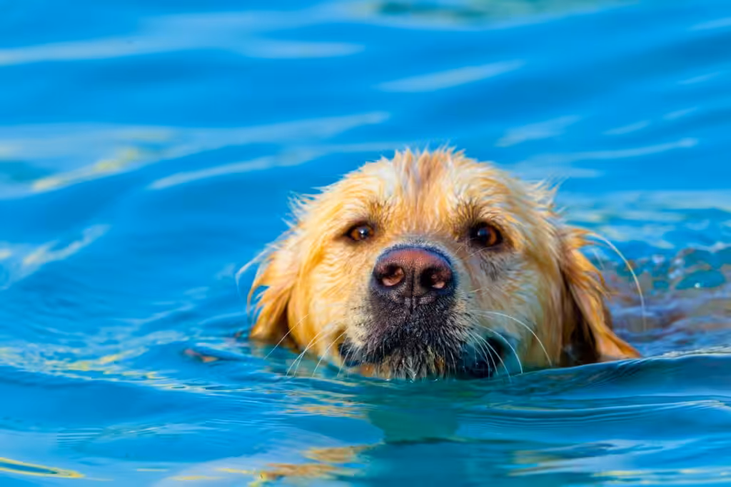 Golden Retriever swimming