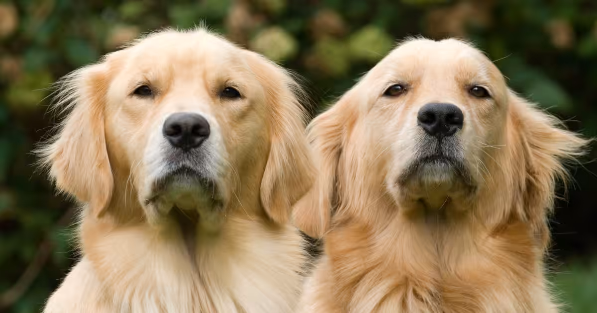 Projeto de Lei propõe punições mais duras para crimes sexuais contra animais