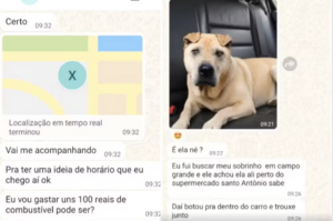 golpe pet