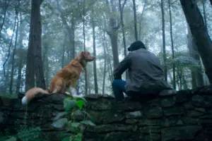 Cachorro Indy vence prêmio de Melhor Ator ao concorrer com humanos em premiação internacional