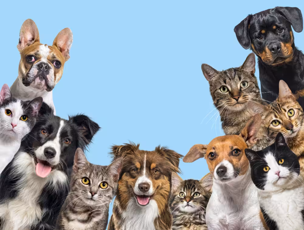 Os nomes mais comuns de cães e gatos no Brasil em 2023