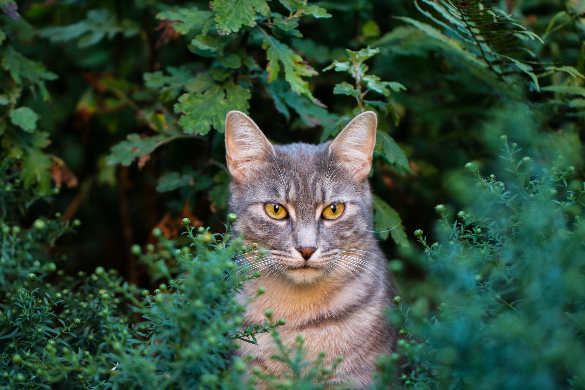 Gray cat