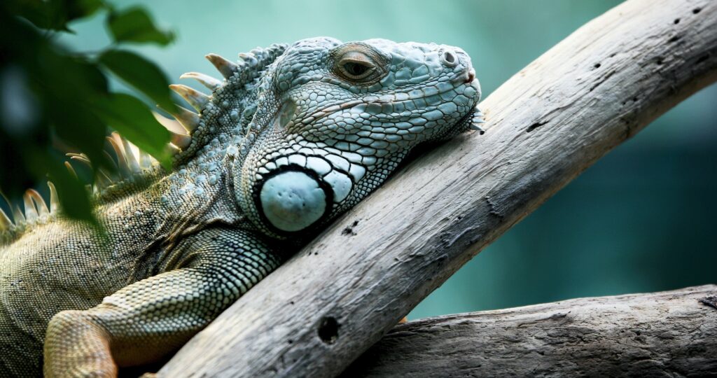 Green iguana standing on a branch