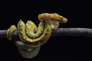 Serpente