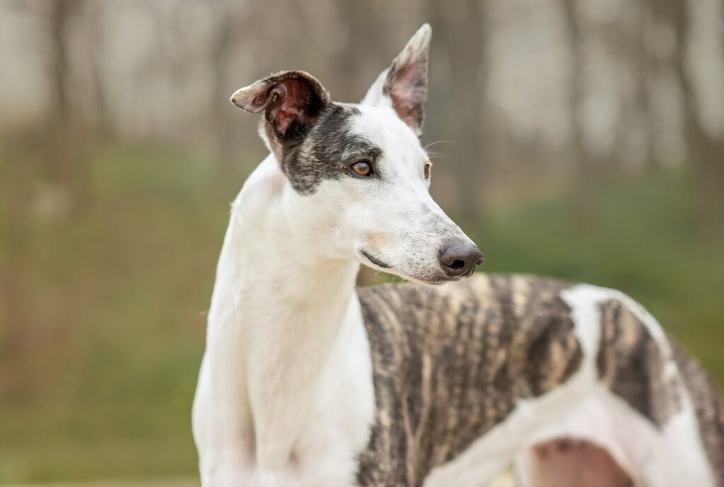 Greyhound dog for a walk in the forest in spring