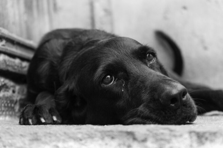 Nova lei para pets: Senado debate o Estatuto dos Cães e Gatos