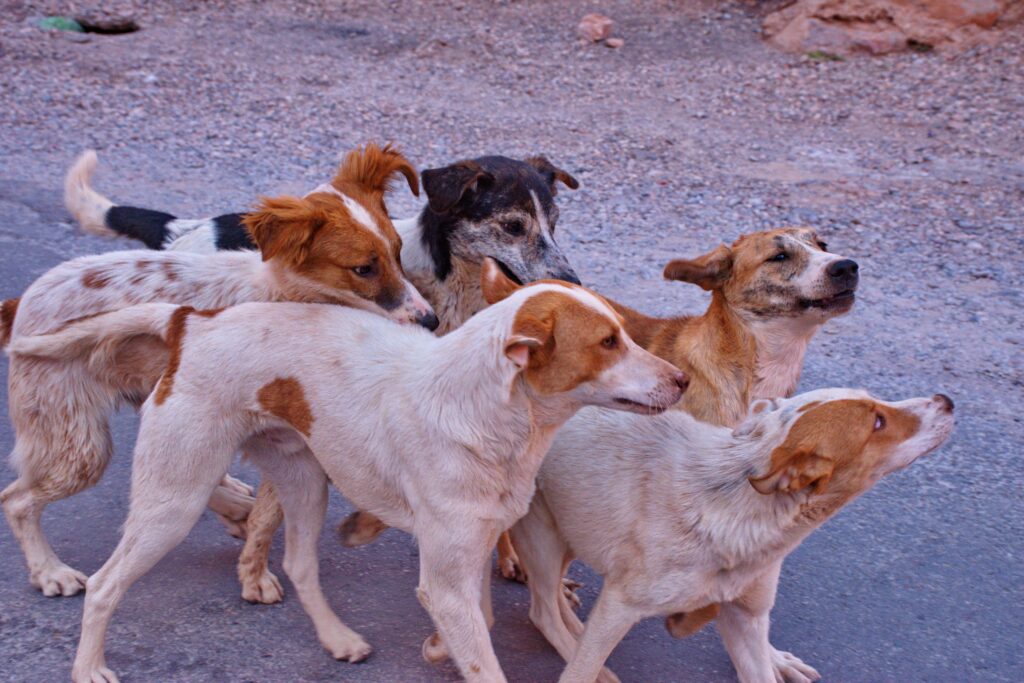 Group of stray dogs on the street