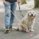 Cães-guia: parceiros de autonomia e inclusão no dia a dia