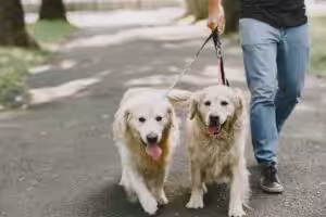 Guia de raças: Golden Retriever - o cão dourado no mundo canino