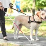 Formação de cão-guia pode levar até 2 anos e custar R$100 mil, aponta estudo